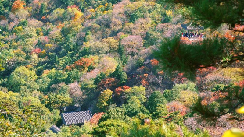 玩美与玩魅动漫访问线路状态：我们自己的巡检看板